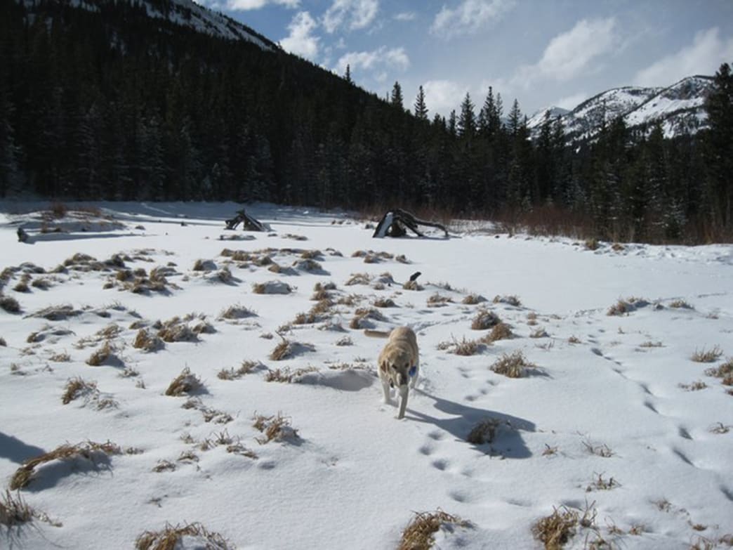 Hessie Trail – Snowshoeing